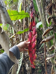 Heliconia abaloi