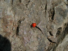 Hippodamia quinquesignata