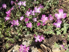 Epilobium siskiyouense