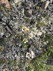 Chrysanthemum integrifolium