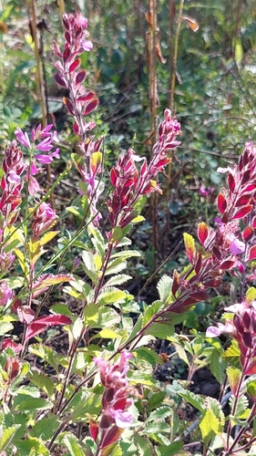 Teucrium chamaedrys