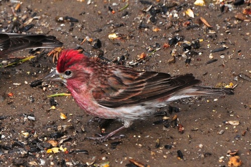 Cassin's Finch