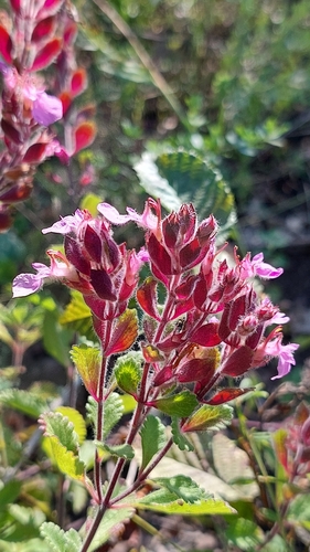 Teucrium chamaedrys