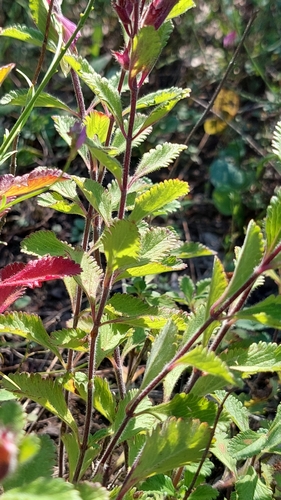 Teucrium chamaedrys