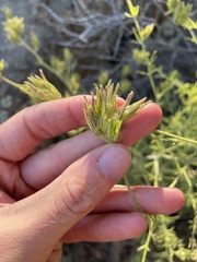 Cordylanthus rigidus rigidus