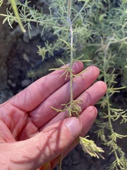 Cordylanthus rigidus rigidus