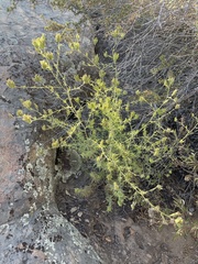 Cordylanthus rigidus rigidus