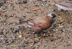 Leucosticte tephrocotis