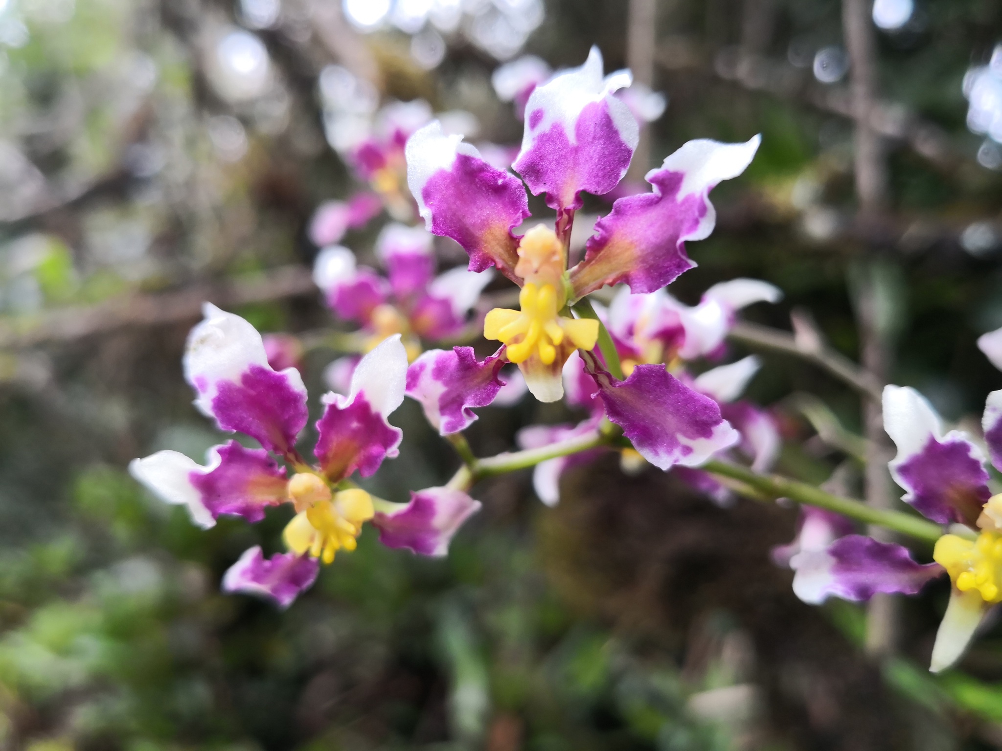 Cyrtochilum dipterum (Lindl.) Kraenzl. 4