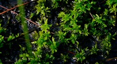 Sphagnum truncatum