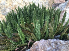 Polystichum lemmonii
