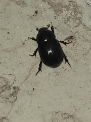 Hybosorus illigeri