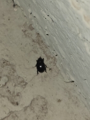 Hybosorus illigeri