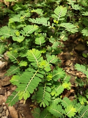 Phyllanthus urinaria