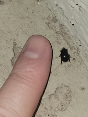 Hybosorus illigeri
