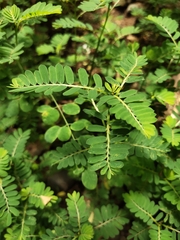 Phyllanthus urinaria