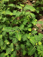 Phyllanthus urinaria