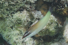 Gomphosus caeruleus