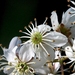 Rubus cissoides - Photo (c) Tony Foster,  זכויות יוצרים חלקיות (CC BY-ND)