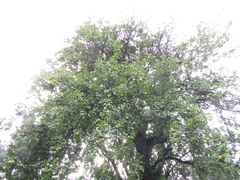Pyrus communis communis