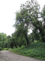 Pyrus communis communis