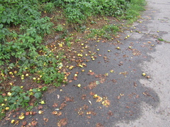 Pyrus communis communis