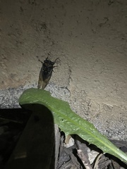 Neotibicen lyricen