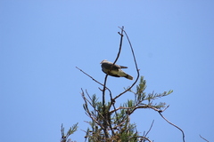 Patagioenas fasciata