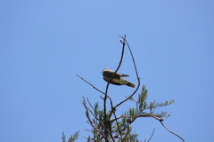 Patagioenas fasciata