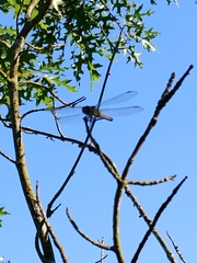 Pachydiplax longipennis