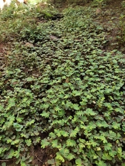 Phyllanthus urinaria