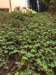Phyllanthus urinaria
