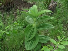 Veratrum dahuricum