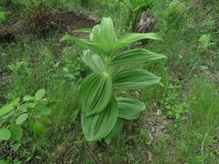 Veratrum dahuricum