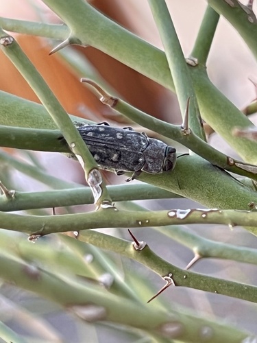 iNaturalist observation photo of Chrysobothris octocola