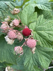 Rubus deliciosus