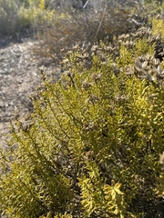 Helichrysum niveum