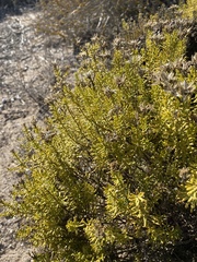 Helichrysum niveum