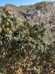 Exomis microphylla