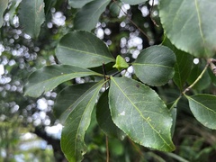 Euonymus carnosus