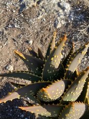 Aloe distans