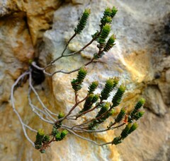 Sonderothamnus petraeus