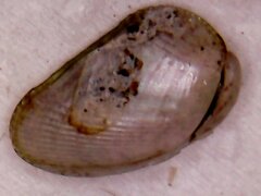 Musculus viator