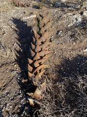 Aloe distans
