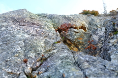 Sonderothamnus petraeus