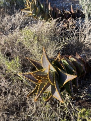 Aloe distans