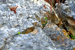 Sonderothamnus petraeus