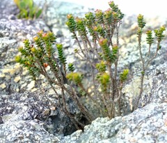 Sonderothamnus petraeus