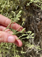 Baccharis plummerae plummerae