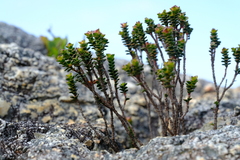Sonderothamnus petraeus